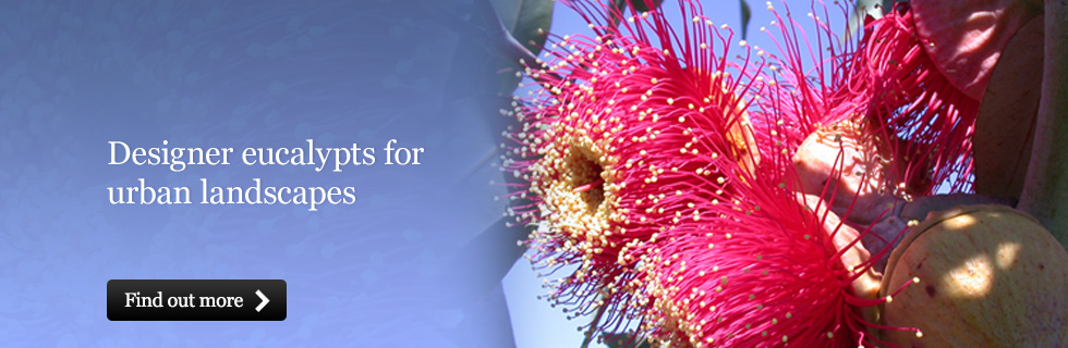 Designer eucalypts